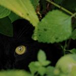 Trewint Tor: A Tale Of Scaredy Cats On Bodmin Moor 3 Trewint Tor: A Tale Of Scaredy Cats On Bodmin Moor 3