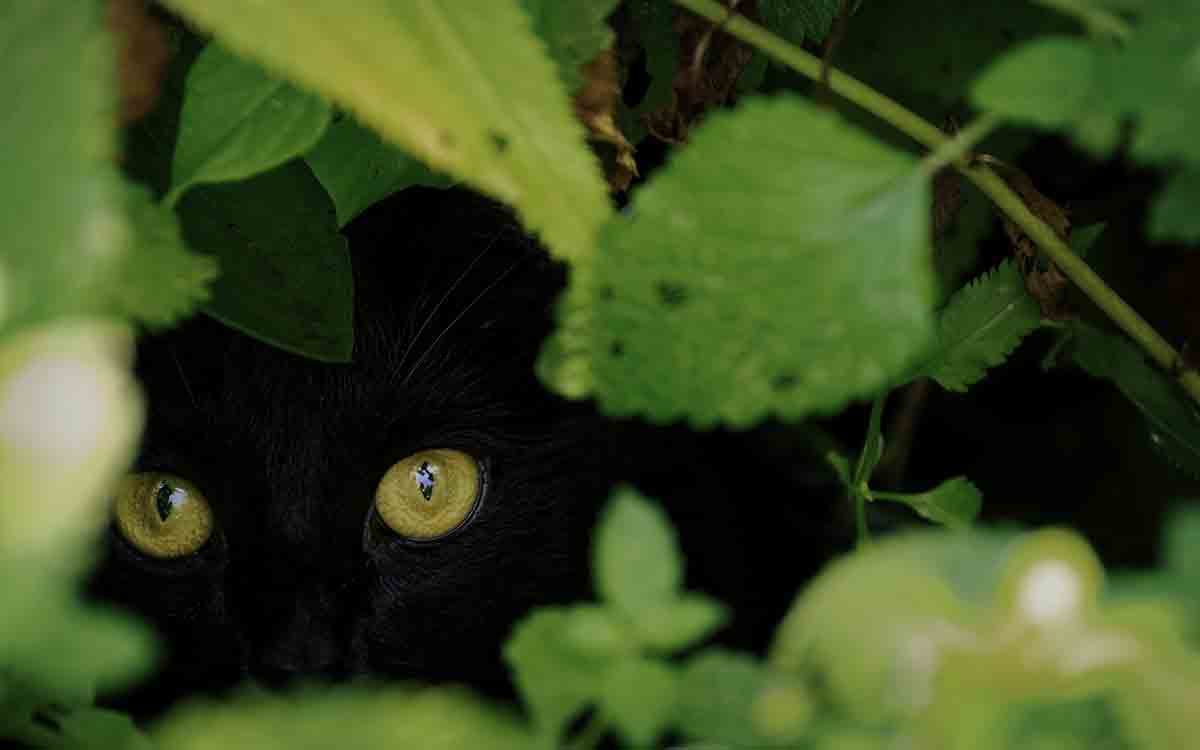 Trewint Tor: A Tale Of Scaredy Cats On Bodmin Moor