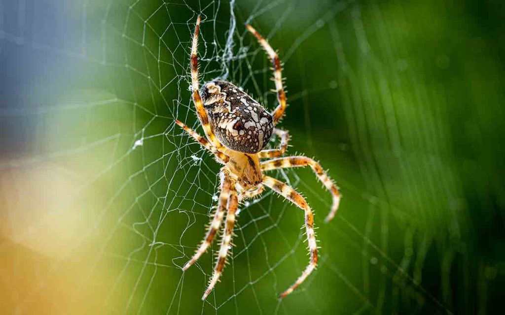 Spiders Superstition: A shocking web of omens and beliefs 1