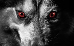 Hell Hounds of Jersey and Guernsey 1