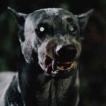 Zoltan Hound of Dracula 1977 REVIEW 4 Zoltan Hound of Dracula 1977