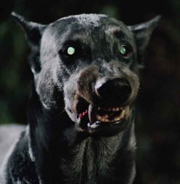 Zoltan Hound of Dracula 1977