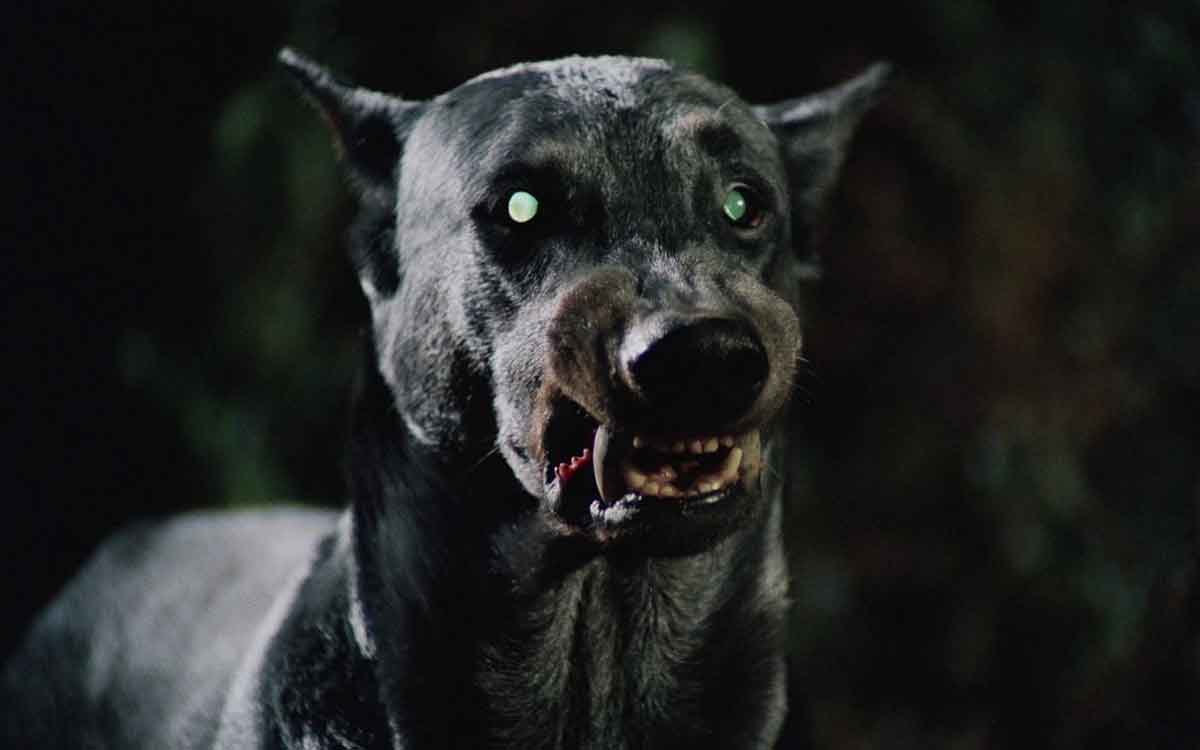 Zoltan Hound of Dracula 1977 REVIEW