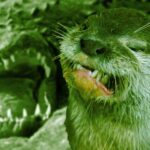 The Dobhar Chu is a monstrous beat similar to a giant otter with crocodile type qualities