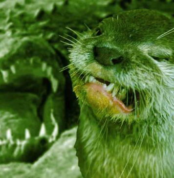 The Dobhar Chu is a monstrous beat similar to a giant otter with crocodile type qualities