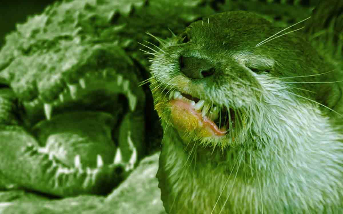 Dobhar Chu, Ireland’s Vicious Supernatural Crocodile Otter Monster