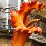 Day of the Triffids 1981