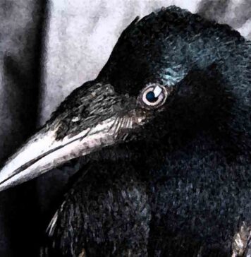 The Morrigan