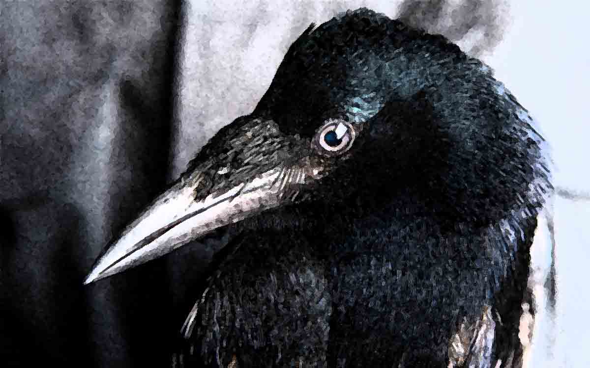 The Morrigan: Ireland’s Darkest Goddess