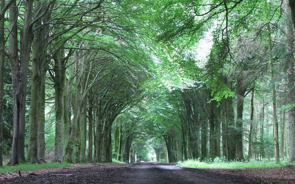 Grovely Wood