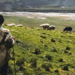 The Lonely Shepherd And The Power Of The Welsh Folktale 2