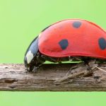 Ladybirds Superstitions: The Luckiest of Beetles! 3