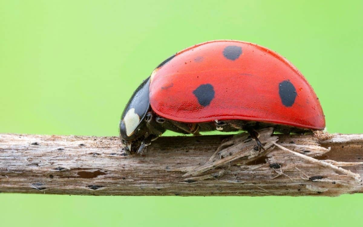 Ladybirds Superstitions: The Luckiest of Beetles!