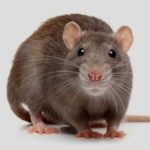 10 Rat Superstitions and Folklore You Didn't Know 1