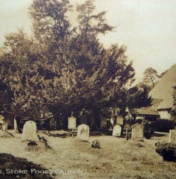 Yew Tree