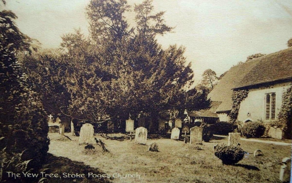 10 Spooky Facts About Yew Trees