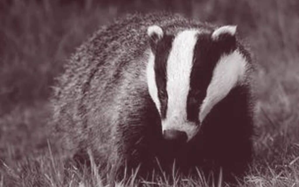 The Badger in Superstition and Spellcraft