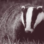 The Badger in Superstition and Spellcraft