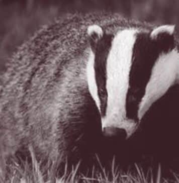 The Badger in Superstition and Spellcraft