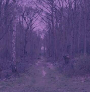 Dering Woods Screaming Woods