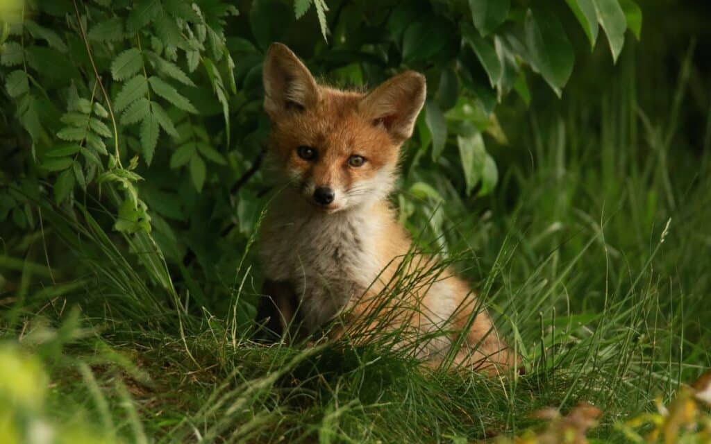 Fox folklore superstition