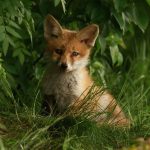 Fox folklore superstitions
