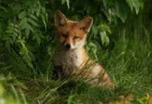 Fox folklore superstitions