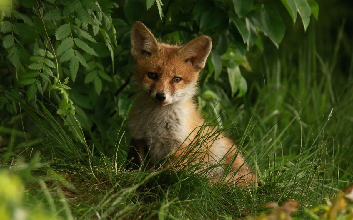 The Trickster Fox in British Folklore