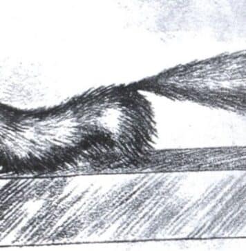 A portrait of Gef the Talking Mongoose