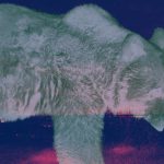 Does Berkshire have a ghost bear?