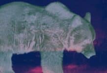 Does Berkshire have a ghost bear?