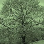 Tree folklore mythology
