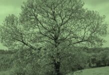 Tree folklore mythology