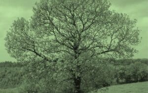 Tree folklore mythology