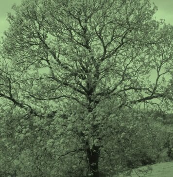Tree folklore mythology