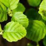 Alder Tree leaves