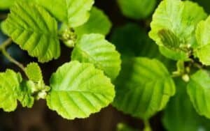 Alder Tree leaves