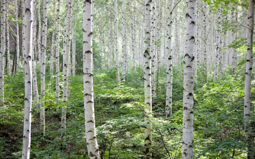 Birch trees play an important part in British and Irish folklore.