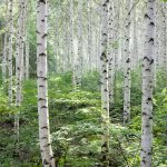 Birch tree folklore and superstition