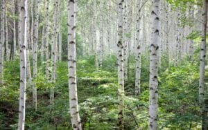 Birch tree folklore and superstition
