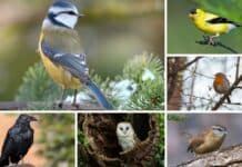 Bird Superstitions