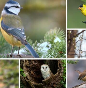 Bird Superstitions