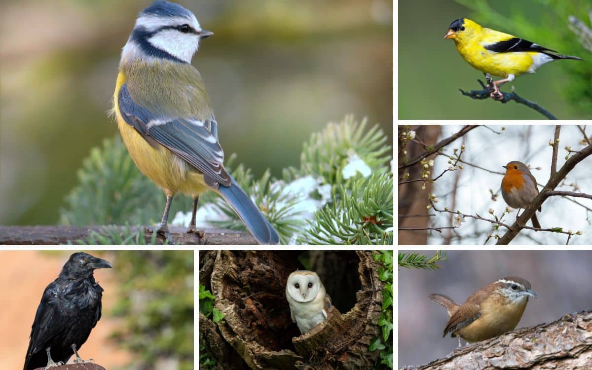 19 British Bird Superstitions You Didn’t Know