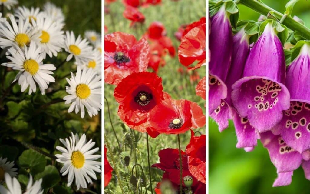  Daisies, poppies and foxgloves are among the many British flowers that have their own folklore.