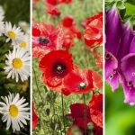 Daisies, poppies and foxgloves are among the many British flowers that have their own folklore.