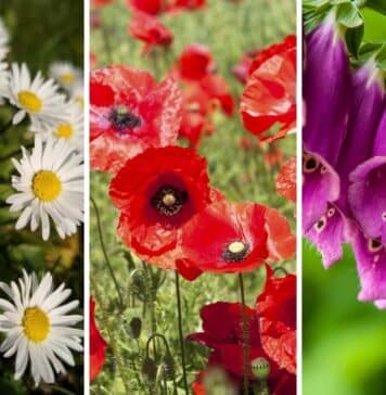 Daisies, poppies and foxgloves are among the many British flowers that have their own folklore.