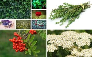 Common British garden plants