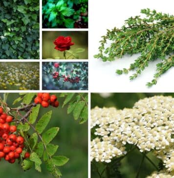 Common British garden plants