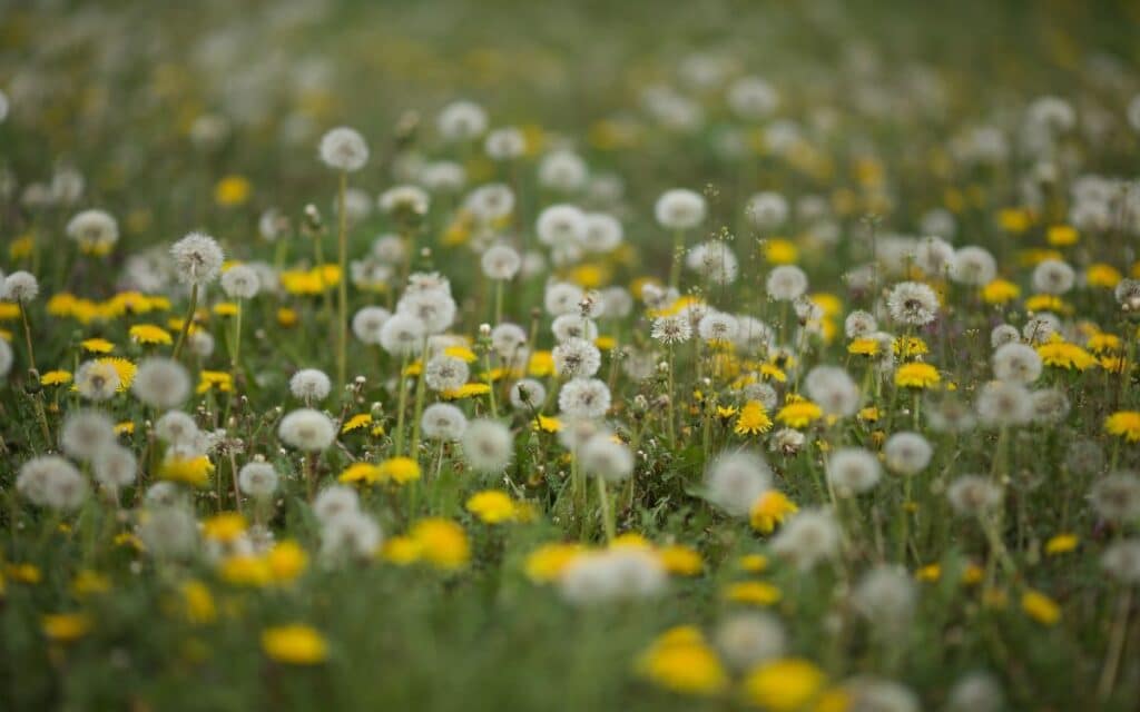 Dandelions