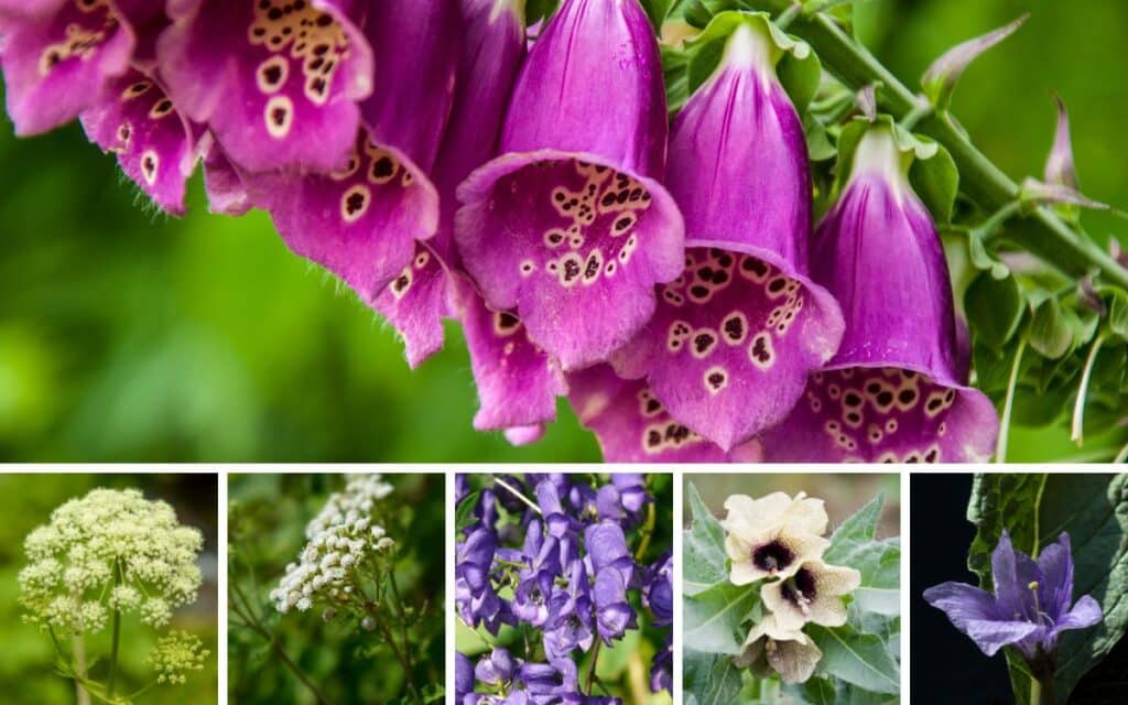 Poison: Some of the prettiest flowers are also the most lethal and have been used as deadly poisons over the centuries.
